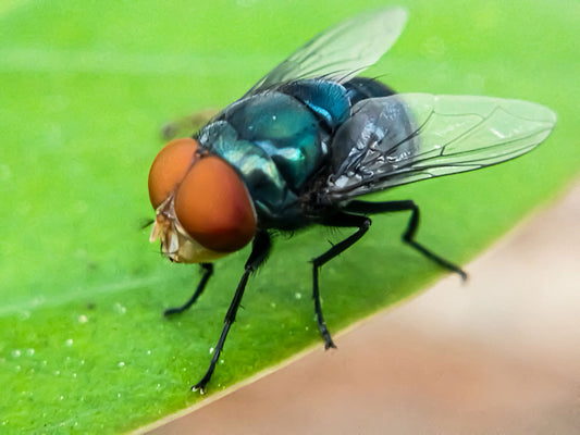 NWS Fly