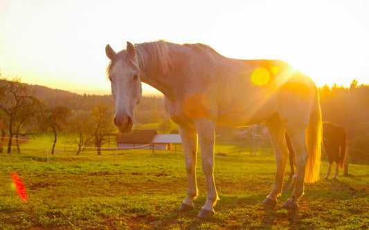 Mosquitoes Undeterred by Drought – 4 Tips to Protect Your Horse - Absorbine