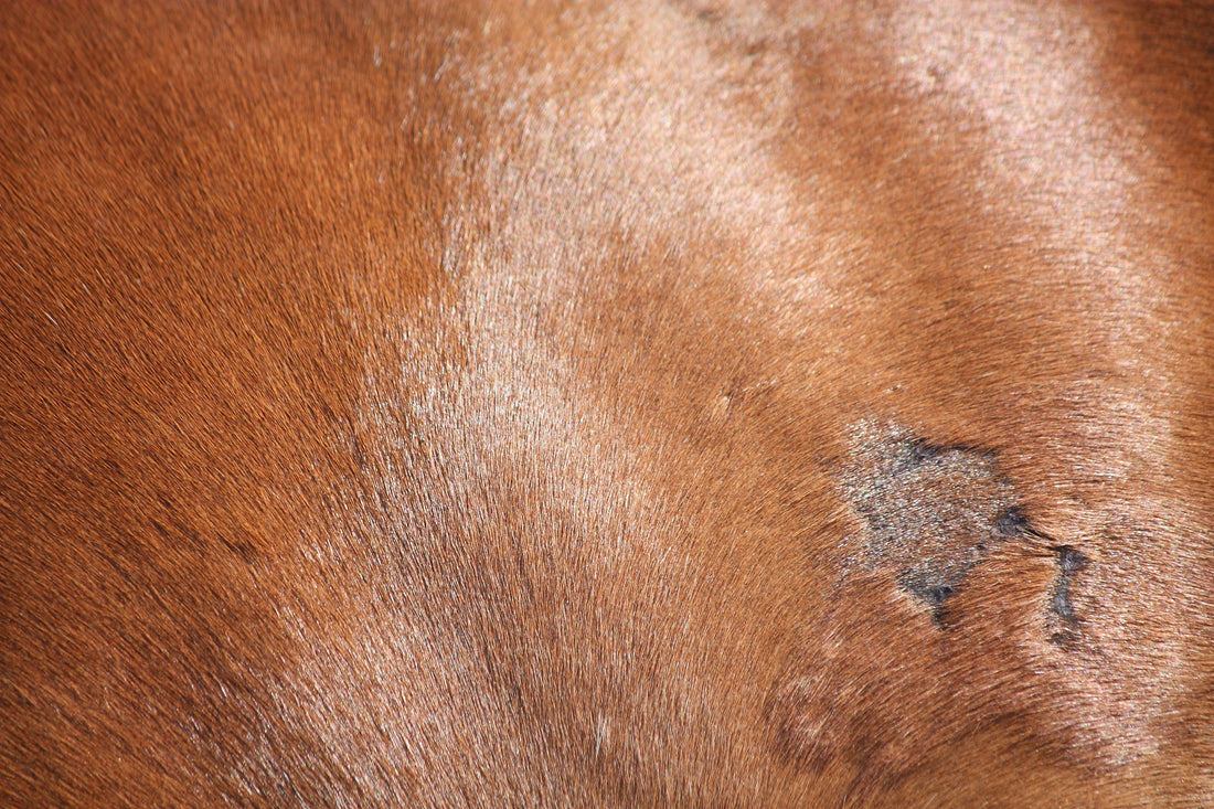 Horse skin with a healing wound. Silver Honey Rapid Wound Repair Blog, Absorbine Blog