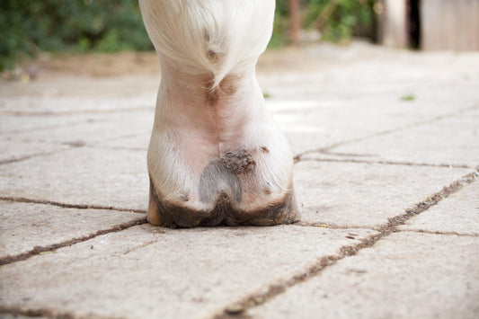 A white horse hoof on Absorbine Horse Care Blog