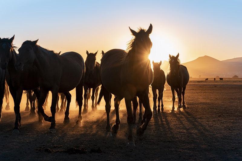 Texas Horses Absorbine Blog