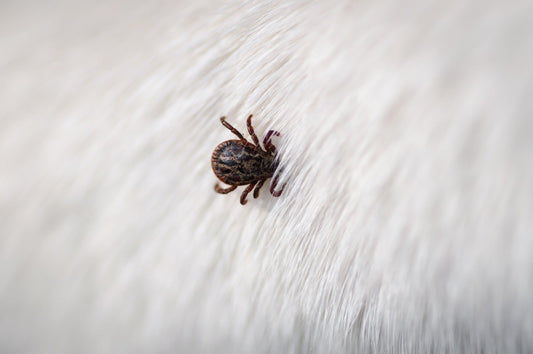 A tick embedded on a grey horse's skin. Ticks and mosquitoes article, UltraShield, Absorbine Blog