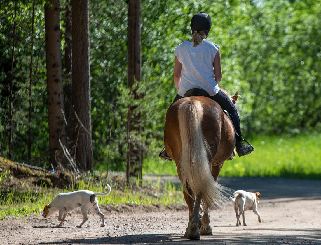 Horse, rider and dogs on a trail ride for UltraShield Tick article