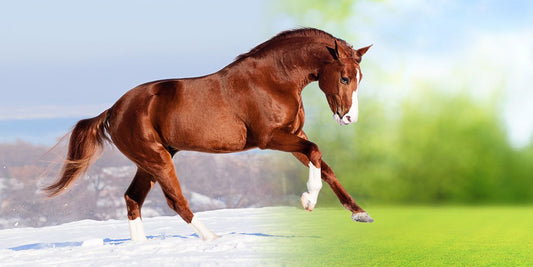 A Horse Going From Winter To Summer