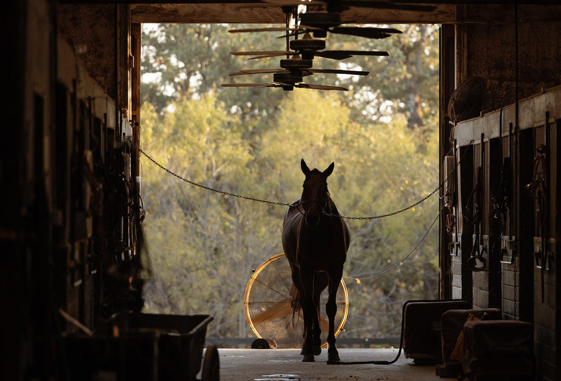 A Horse In The Barn Aisle With A Fly-Fighting Fan