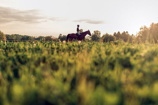 Nature’s Edge in Horse Care