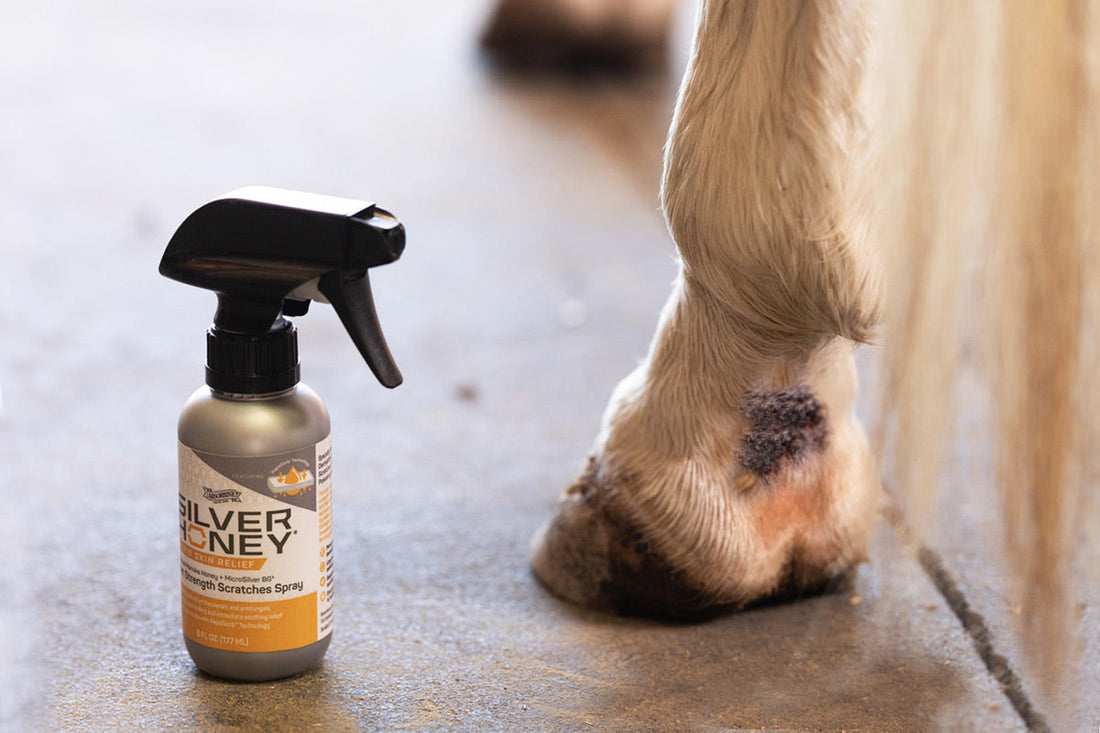 Silver Honey Scratches And Lower Leg In Barn