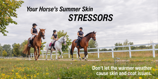 3 horses and riders in a field - Summer Skin Care For Horses Article