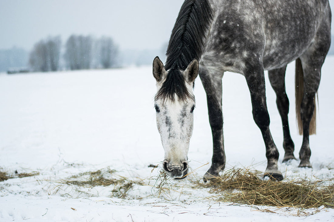 Horse eating forage in the snow