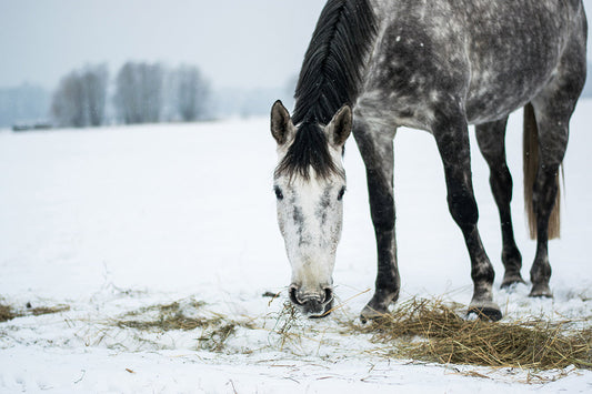 Horse eating forage in the snow