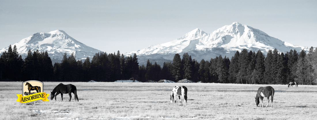 11 Tips for Superior Winter Grooming - Absorbine