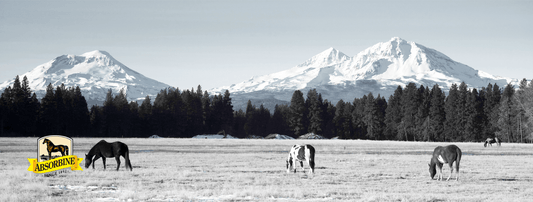 11 Tips for Superior Winter Grooming - Absorbine