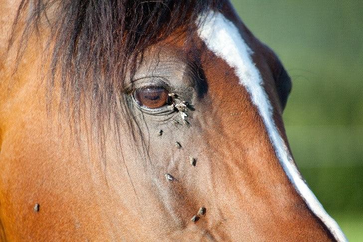 absorbine blog, horse with flys in its eyes