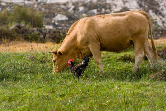 Protect Your Livestock from Insect-Borne Disease with Flys-X®