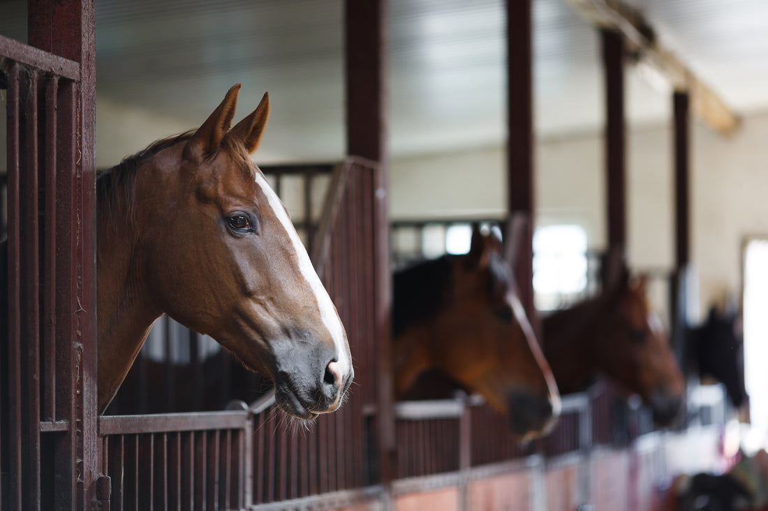 horses in stalls