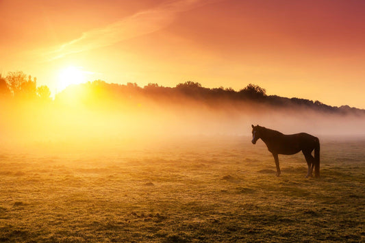 Bute-Less Equine Supplement