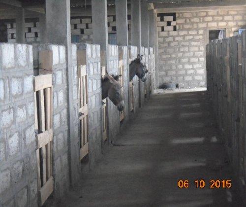 "Free the Donkeys" with Brooke and Absorbine Shade Shelter