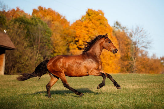 Effective Grooming Routines - Tips from Kara of Dover Saddlery - Absorbine