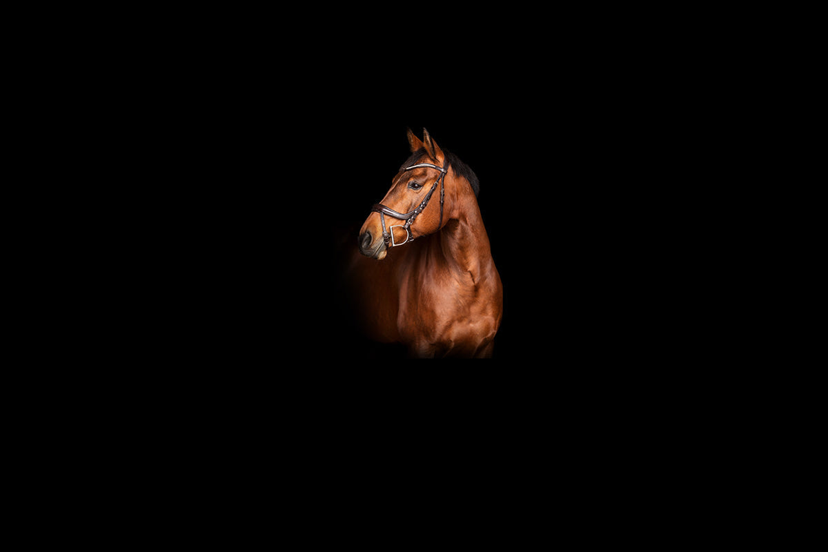 Leather halter on a horse