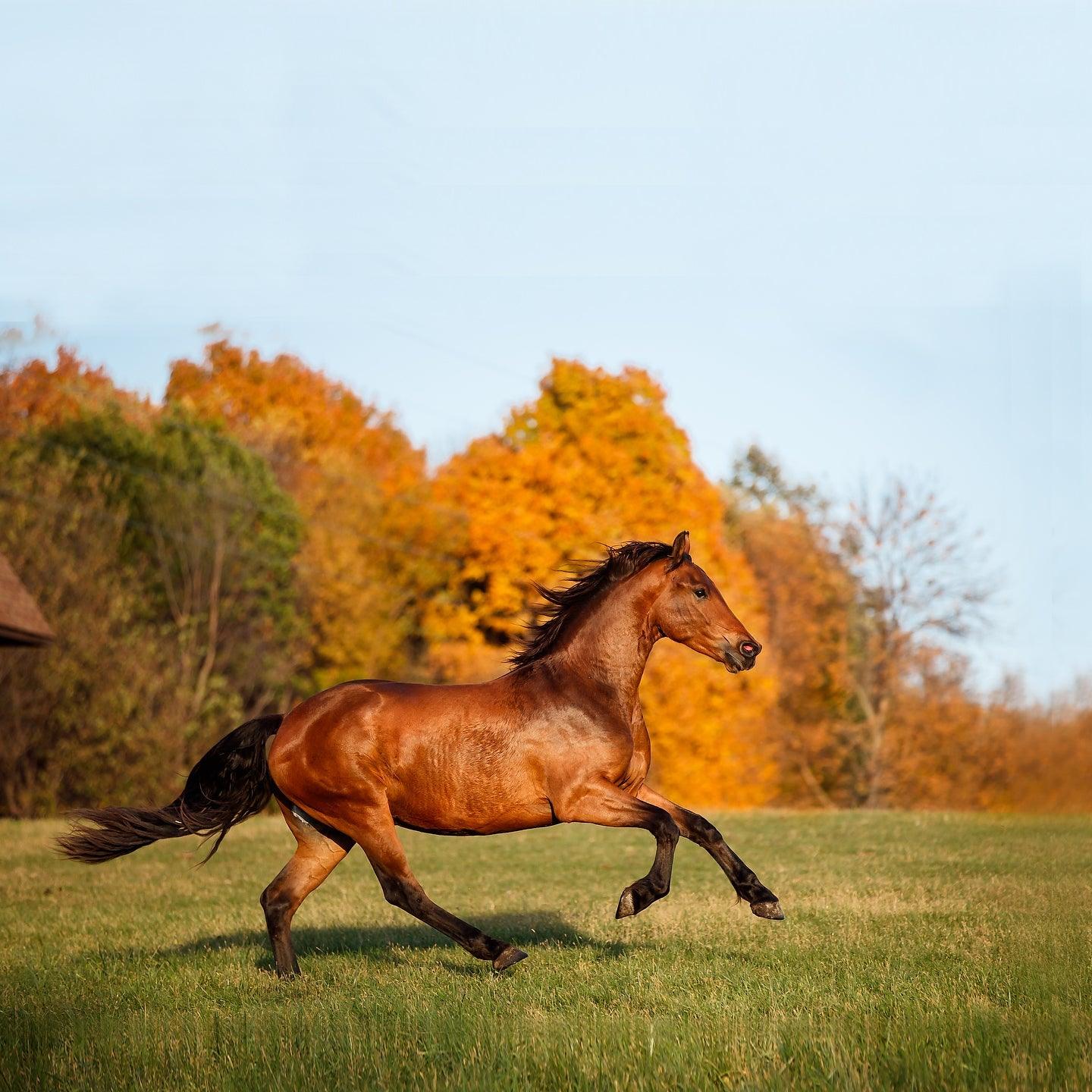 Chestnut colored horse with black legs running in fall foliage scene across a meadow.