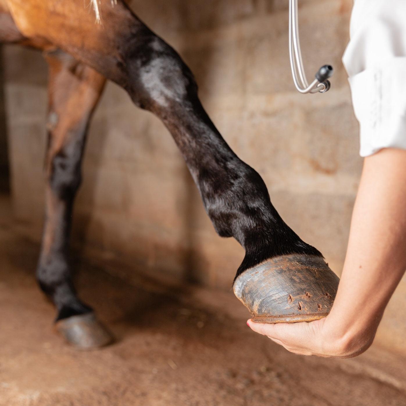 Woman holding up a hoof of a horse in a barn stall.