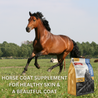 Chestnut brown horse running through a field.  Missing Link Skin & Coat, horse coat supplement for healthy skin & beautiful coat.
