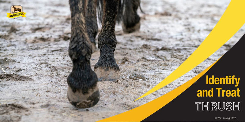 What Exactly Is Thrush & How Do You Treat It?