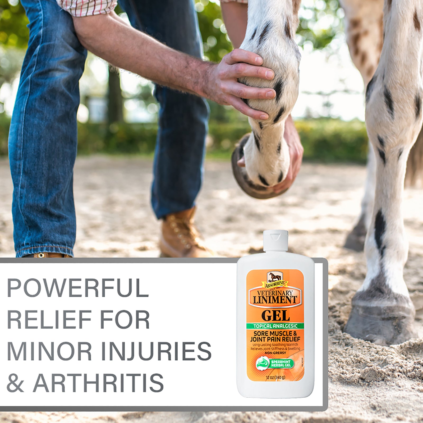 Powerful relief for minor injuries and arthritis Absorbine Veterinary Liniment Gel. Man in blue jeans picking up a horse's leg and the horses joint after applying sore muscle and pain relief Absorbine Veterinary Liniment Gel.