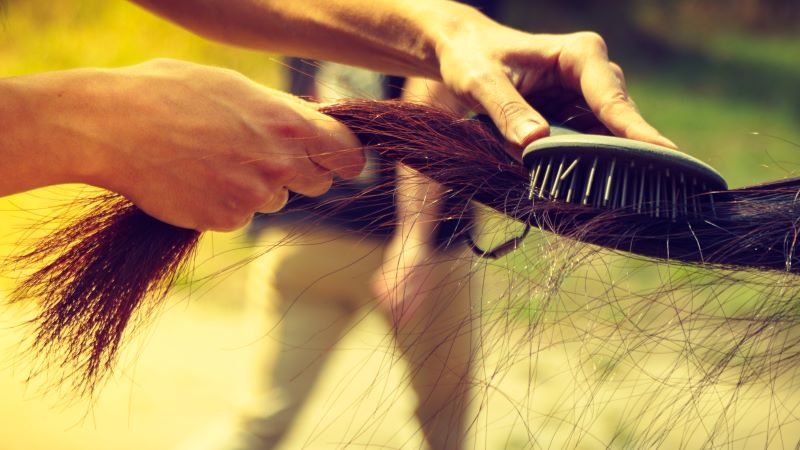 Horse Grooming For Health & Wellness