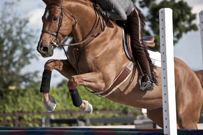 Flex+Max® Ingredients Explained