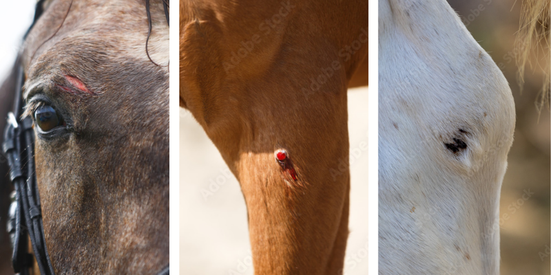 Antimicrobial Resistance Education