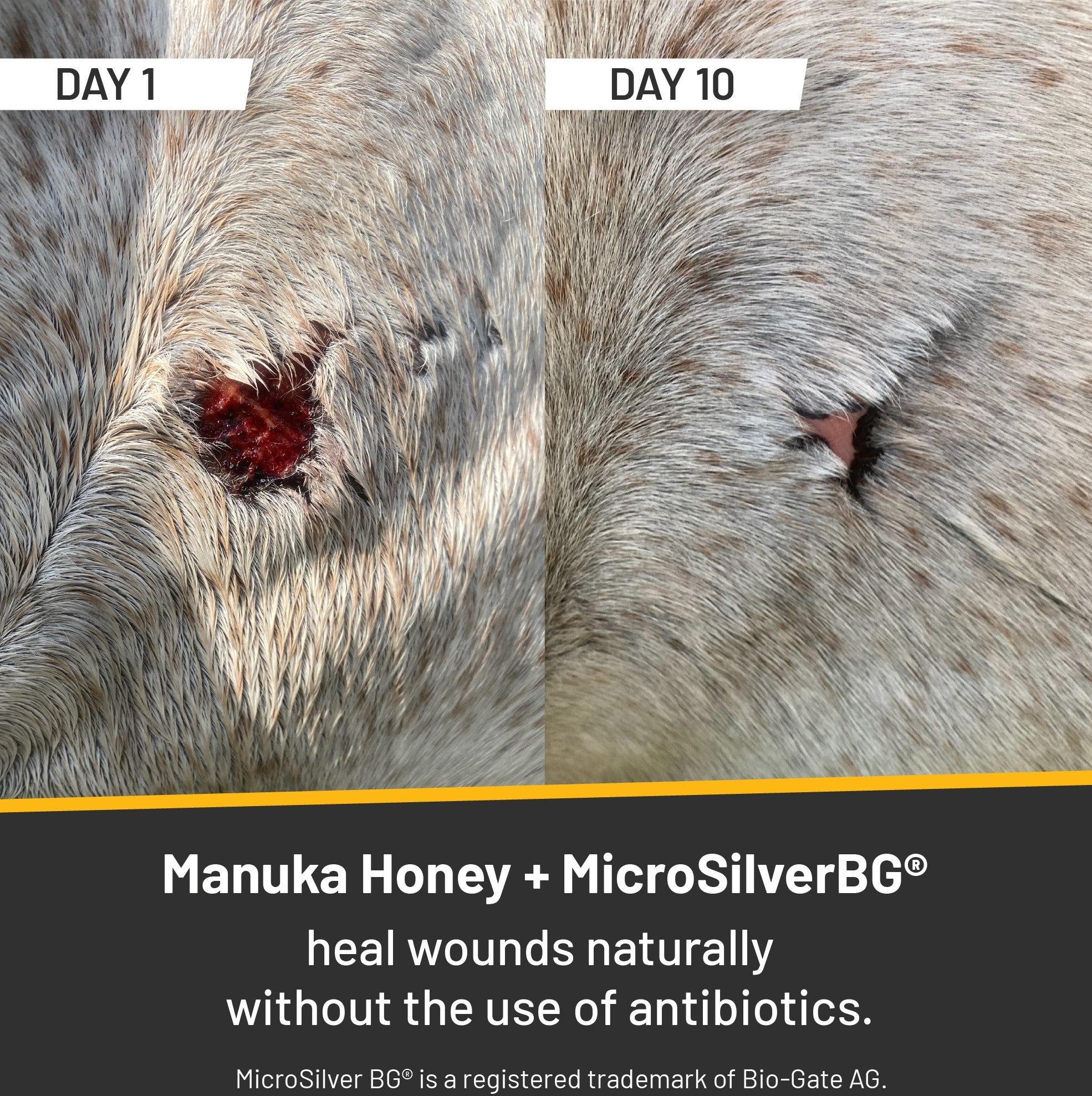 Split image of a tan colored horse with a half dollar size wound on the left side (day 1). On the right side it shows the same perspective of the horse's wound on day 10, where it has healed up, and hair is actually growing back over most of the spot.Manuka Honey and Microsilver BG heal wounds naturally without the use of antibiotics.