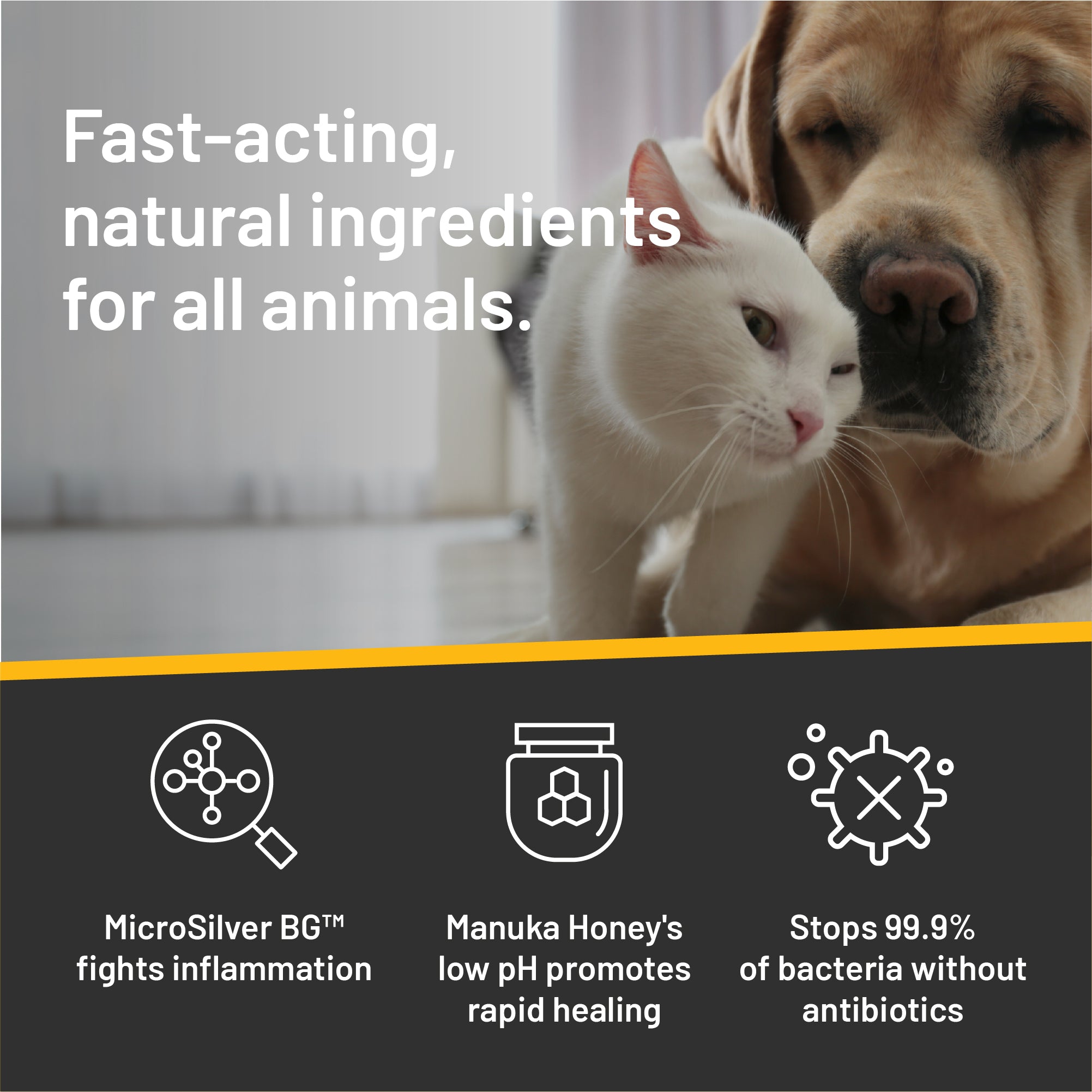 White cat snuggling the nose of a big yellow lab. Fast-acting natural ingredients for all animals. Microsilver BG fights inflamation. Manuka Honey's low pH promotes rapid healing. Stops 99.9% of bacteria without antibiotics.
