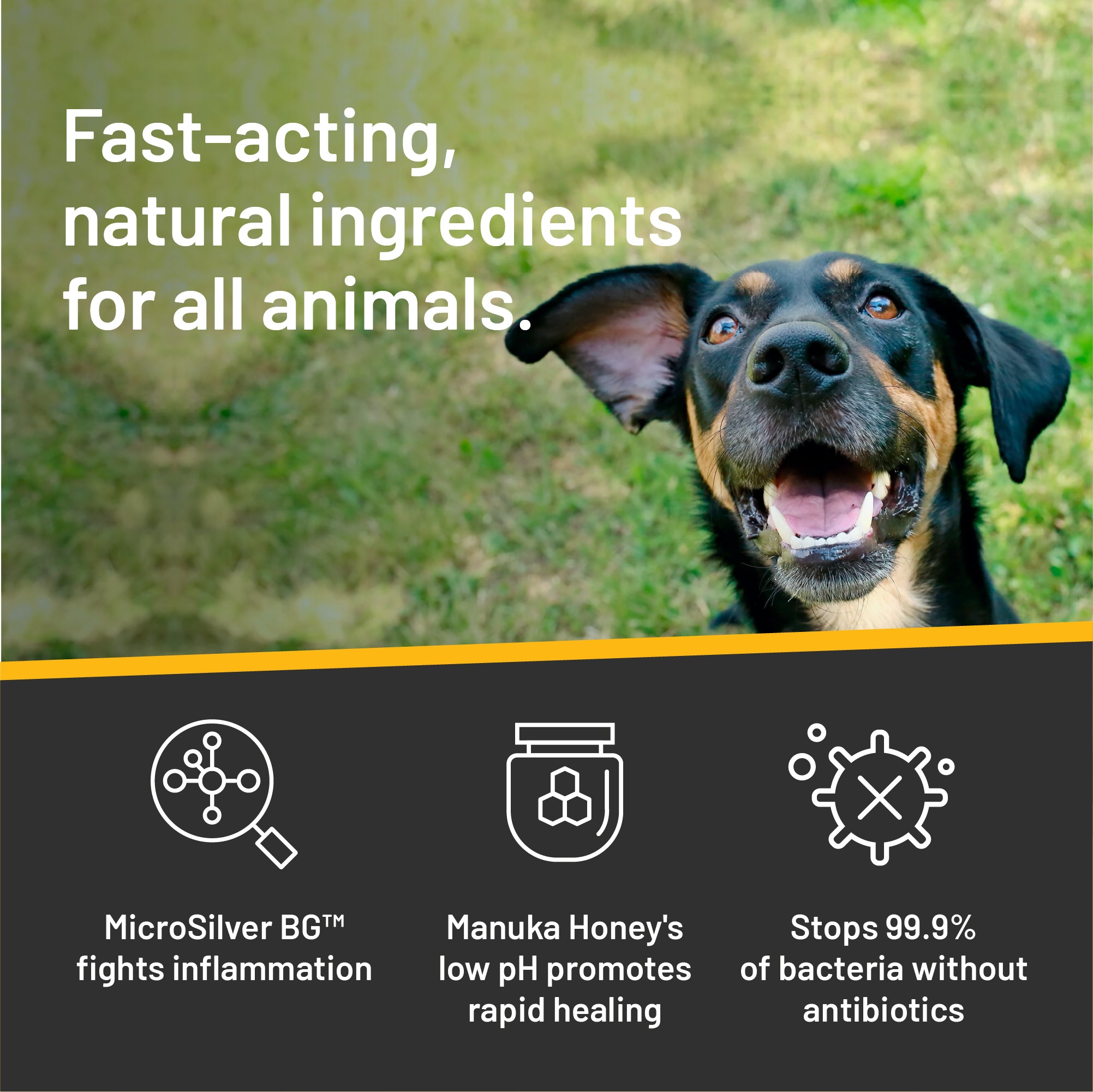 Brown and black dog holding his nose up, with his ear flopped open. Fast-acting natural ingredients for all animals. Microsilver BG fights inflammation, manuka honey's low pH promotes rapid healing. Combined ingredients stop 99.9% of bacteria without antibiotics.