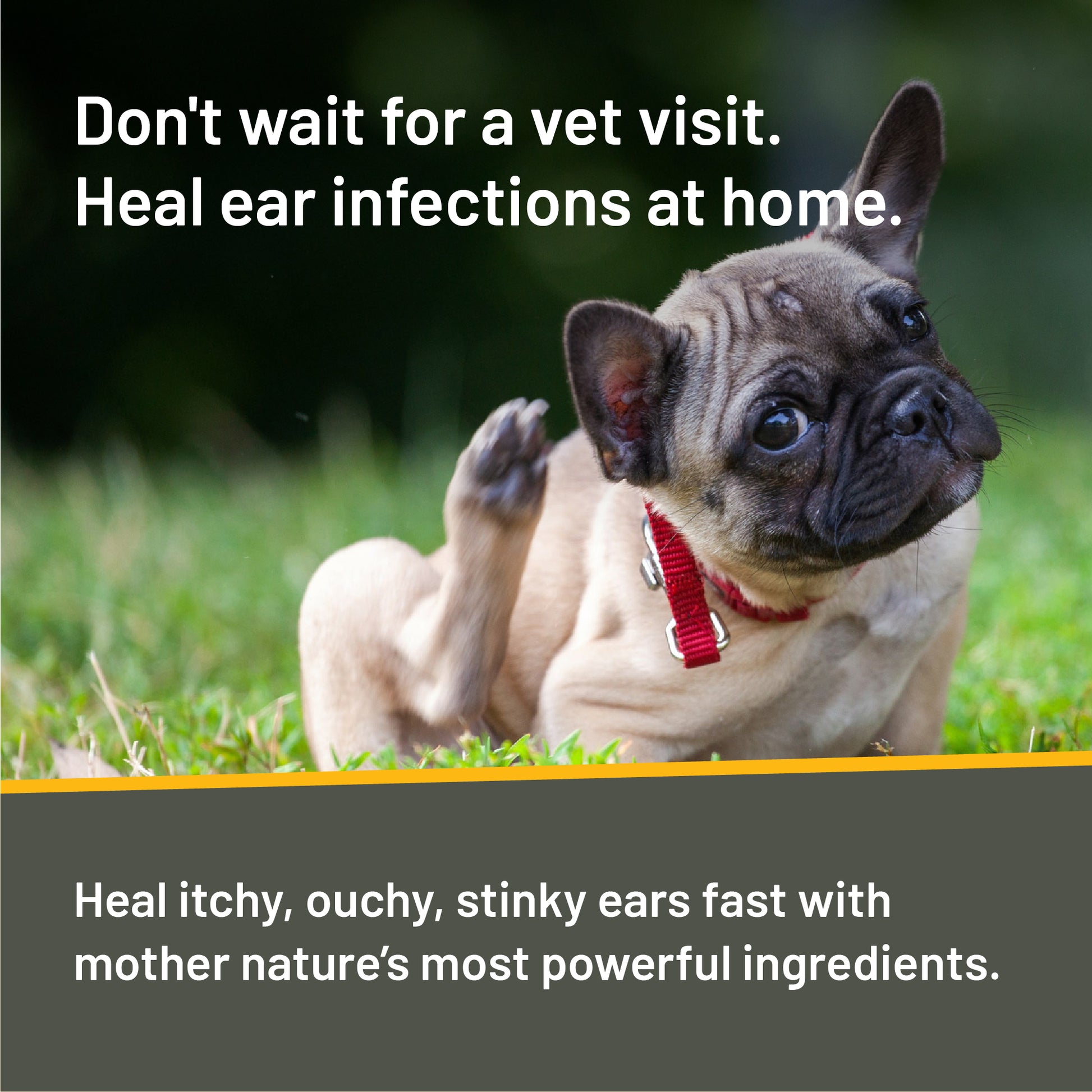 Don't wait for a vet visit.  Heal ear infections at home.  Heal itchy, ouchy, stinky ears fast with mother nature's most powerful ingredients silver & honey.  French bulldog scratching his ear area with his back paw.