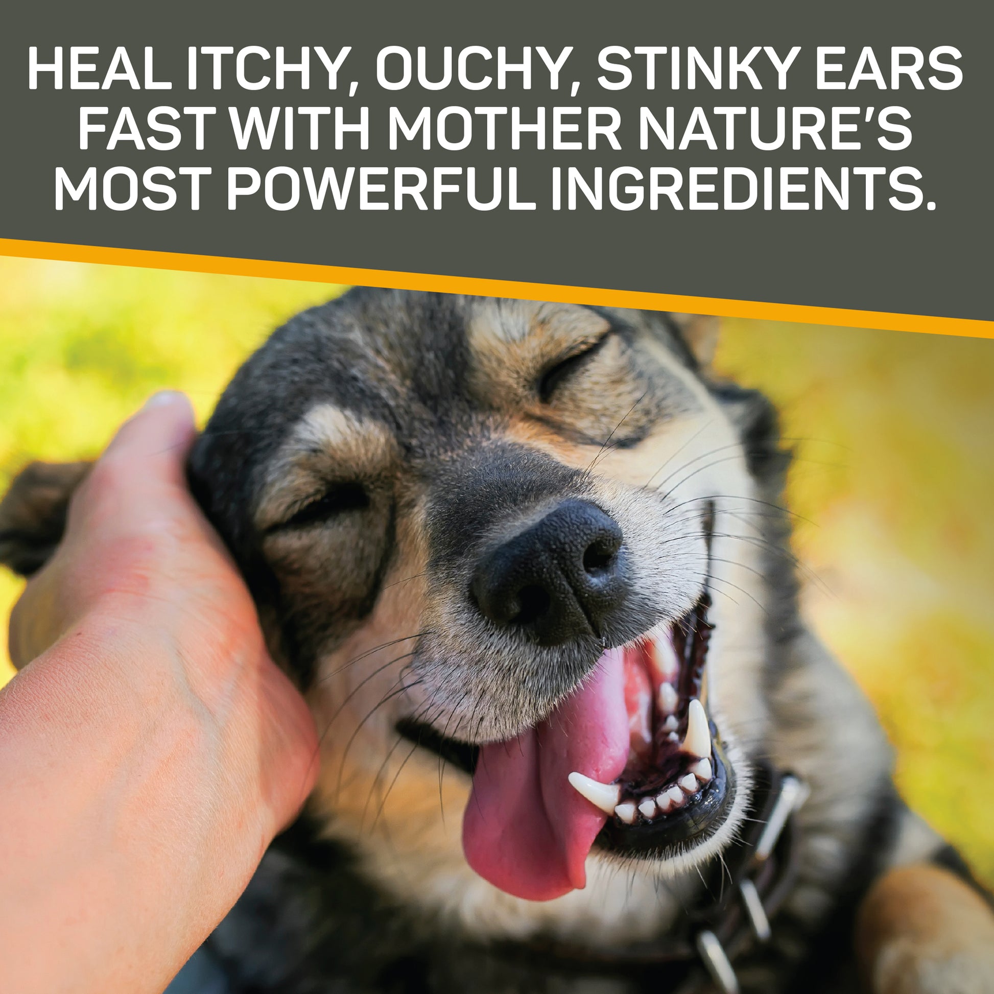 Woman's hand scratching dog's ear as the dog smiles happily.  Silver Honey ear care heal itchy, ouchy, stinky ears fast with mother nature's most powerful ingredients.