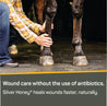 Woman in a flannel shirt kneeling down on the left side of her horse, both of her hands holding his lower leg.  Wound care without the use of antibiotics.  Silver Honey heals wounds faster, naturally.