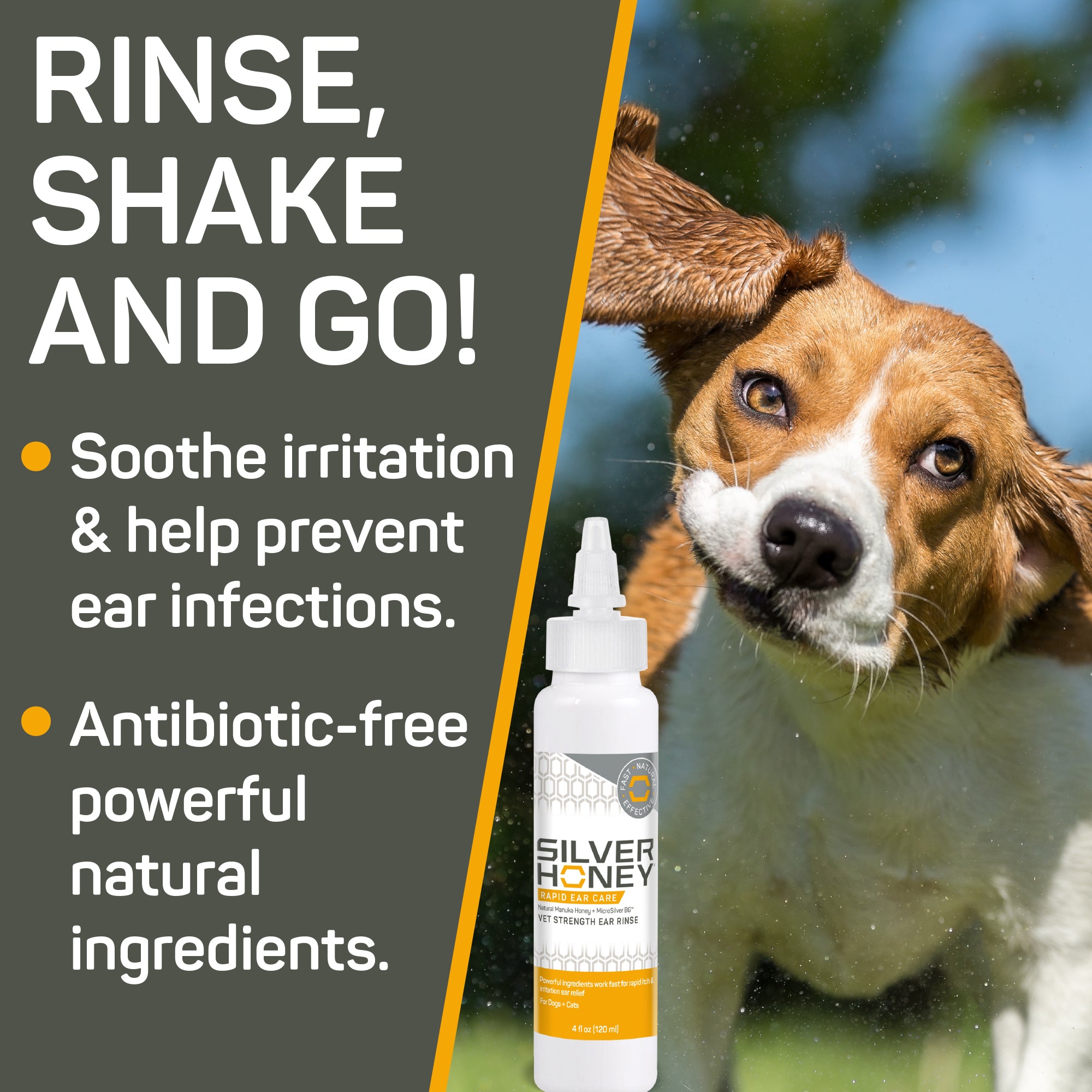 Rinse, Shake and go! Beagle shaking his head after application of Silver Honey Ear Rinse. Soothe irritation & help prevent ear infections. Antibiotic-free powerful natural ingredients.