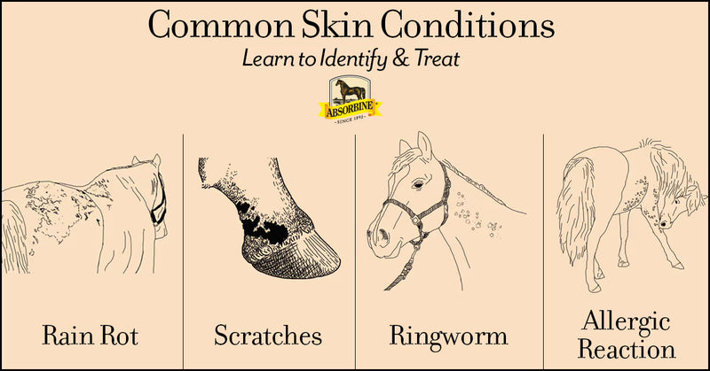 Identify, Treat & Prevent Skin Conditions on Horses