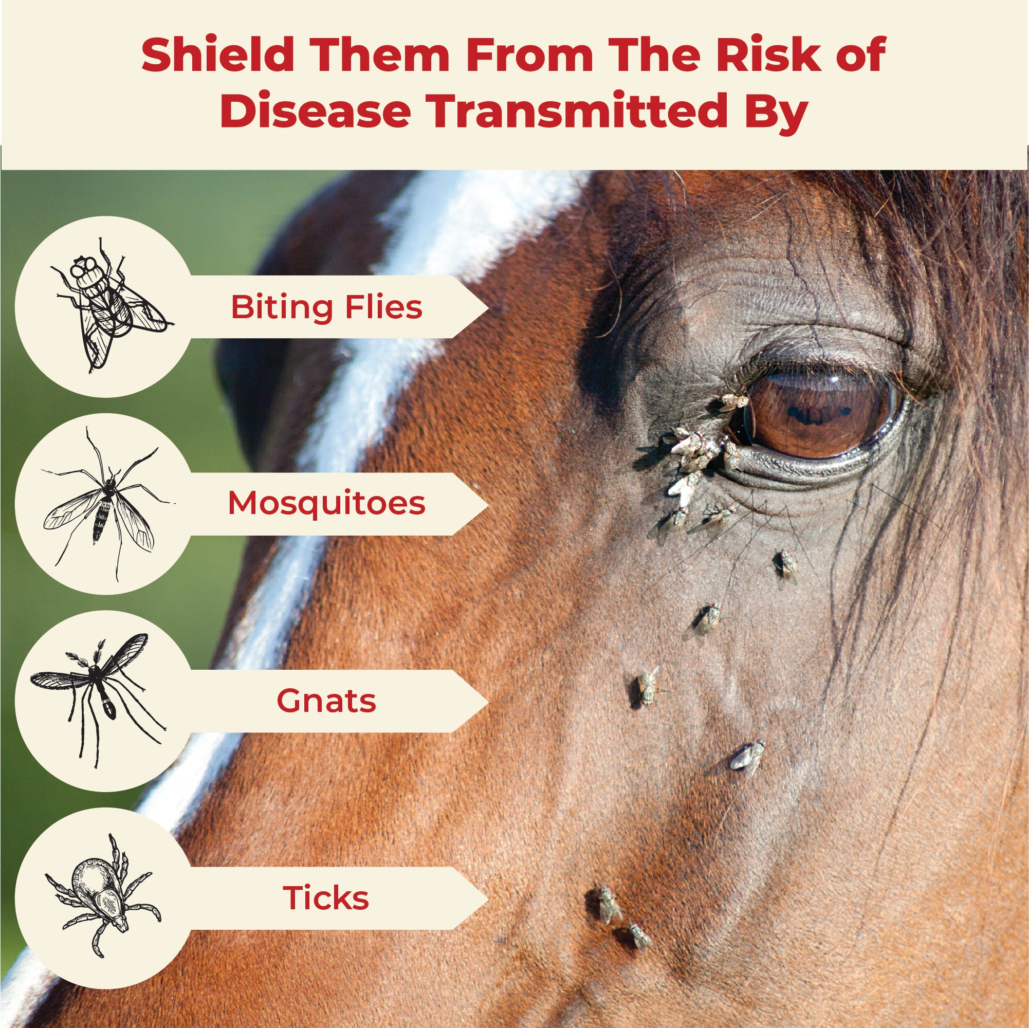 UltraShield® Red insecticide & repellent shield your horse from the risk of disease transmitted by biting flies, mosquitos, gnats and ticks.