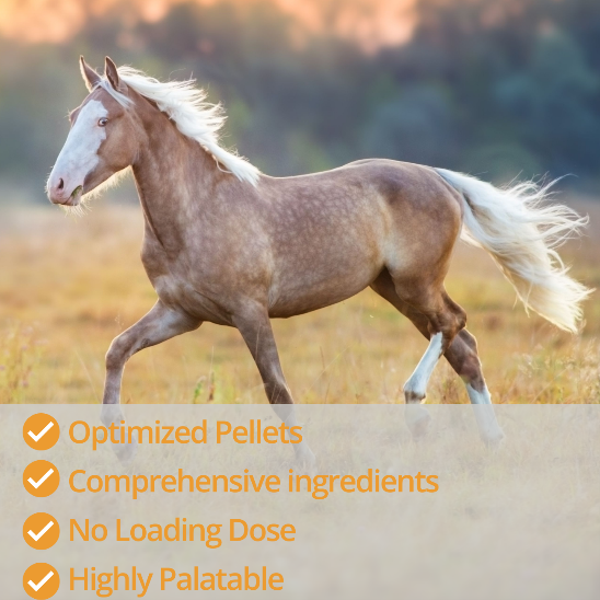 Flex+Max and Bute-Less Combo Pack