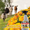 Three cows and a sheep standing on a hillside.  Flys-X ready to use insecticide, multipurpose use .  The power of Crysanthemum, yellow crysanthemum in the background.