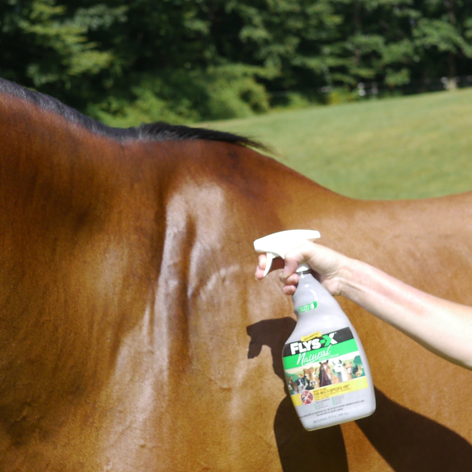 Woman's arm holding a bottle of 32 oz. Flys-X Natural. She is spraying the Flys-X insecticide on the horses neck and shoulders.