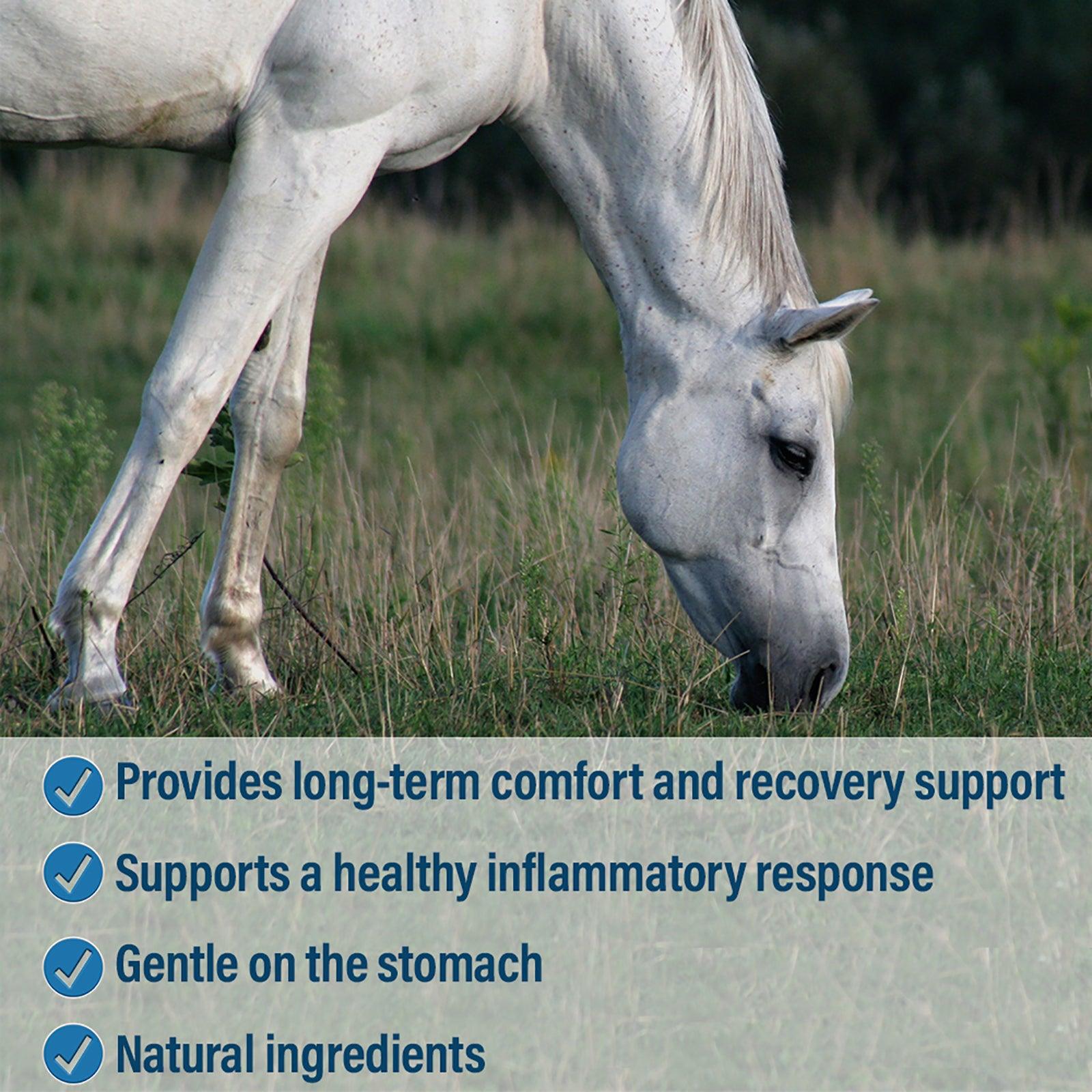 White horse grazing in the field, caption Provides long-term comfort and recovery support.  Supports a healthy inflammatory response.  Gentle on the stomach. Made with natural ingredients.