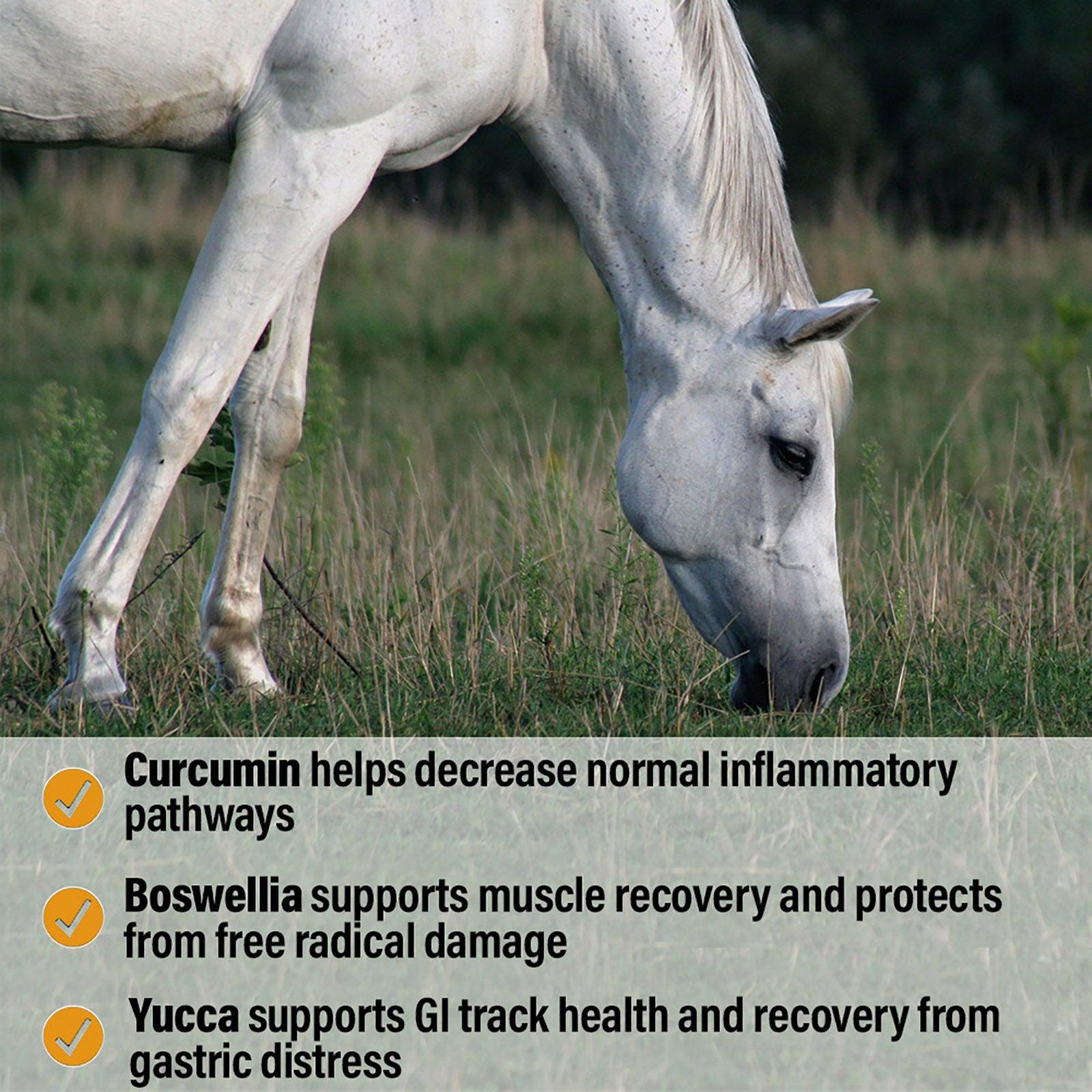 White horse grazing in the field with a caption Curcumin helps decrease normal inflammatory pathways.  Boswellia supports muscle recovery and protects from free radical damage.  Yucca supports GI track health and recovery from gastric distress.