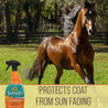 Chestnut horse running through a green grassy field.  Santa Fe No-Slip Conditioner protects coat from sun fading.