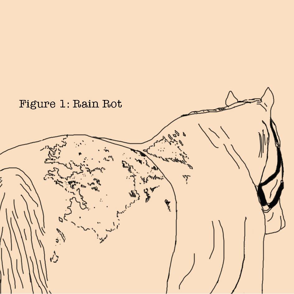 Rain Rot Rabbit Preventing Rain Rot On Horse