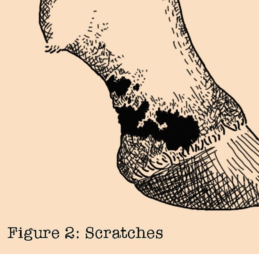 Figure 2: Scratches. Hand drawn sketch of a horse's lower leg, with a blemish that appears to be blood on the backside of his leg.