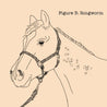 Figure 3: Ringworm. Hand drawn sketch of a horses face with odd shaped inconsistent rings on its neck.  